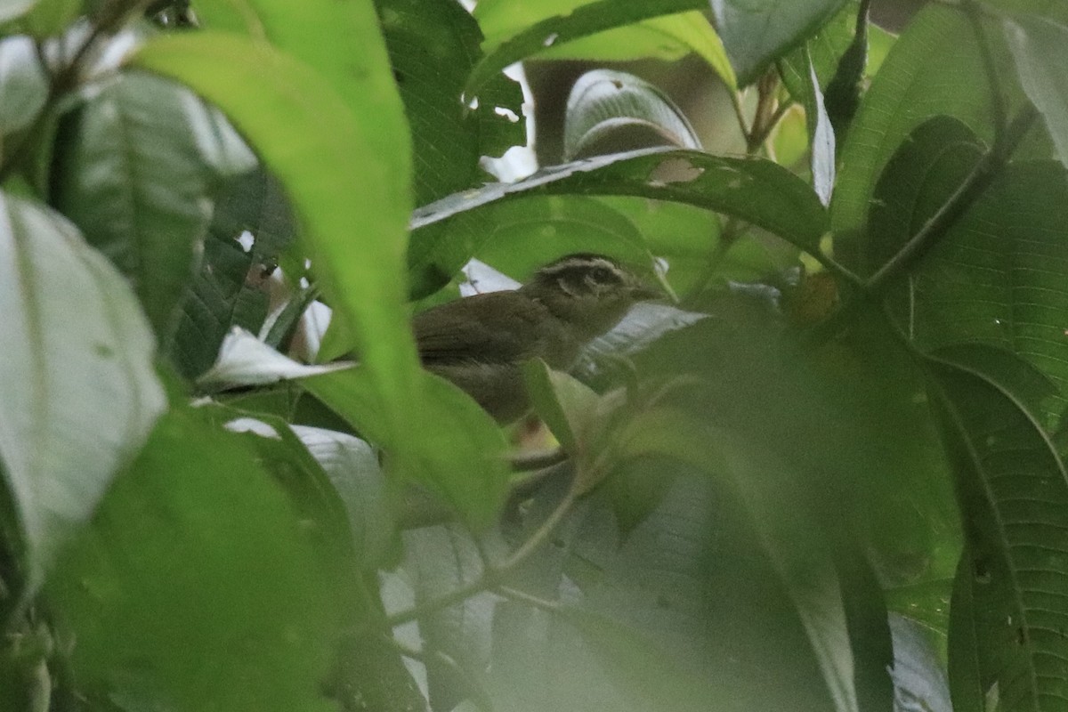 Three-striped Warbler - ML524466751