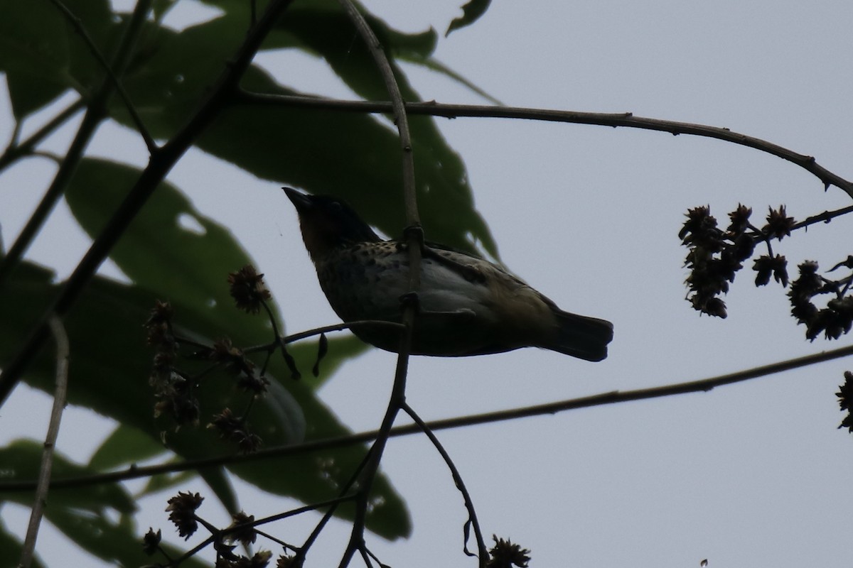 Rufous-throated Tanager - ML524467111