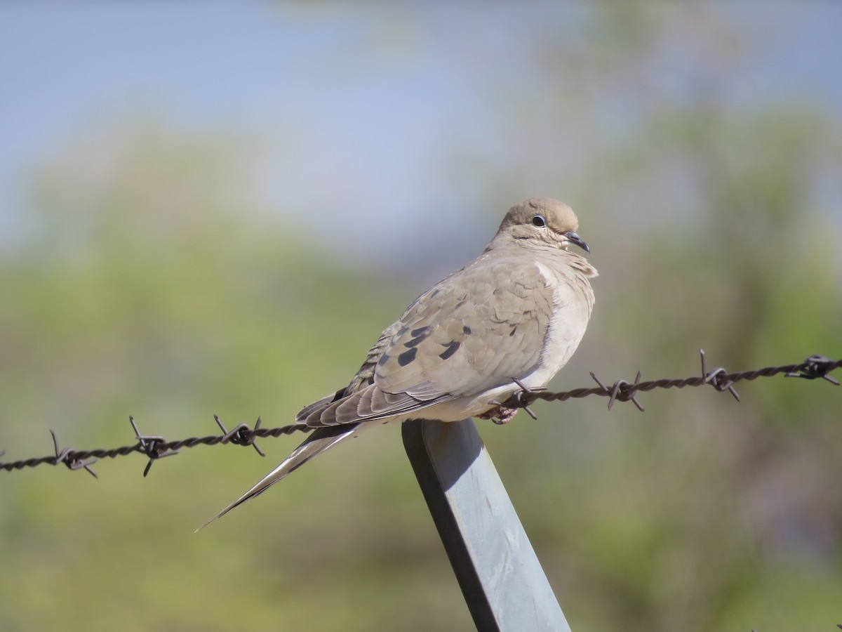 Mourning Dove - ML52446741