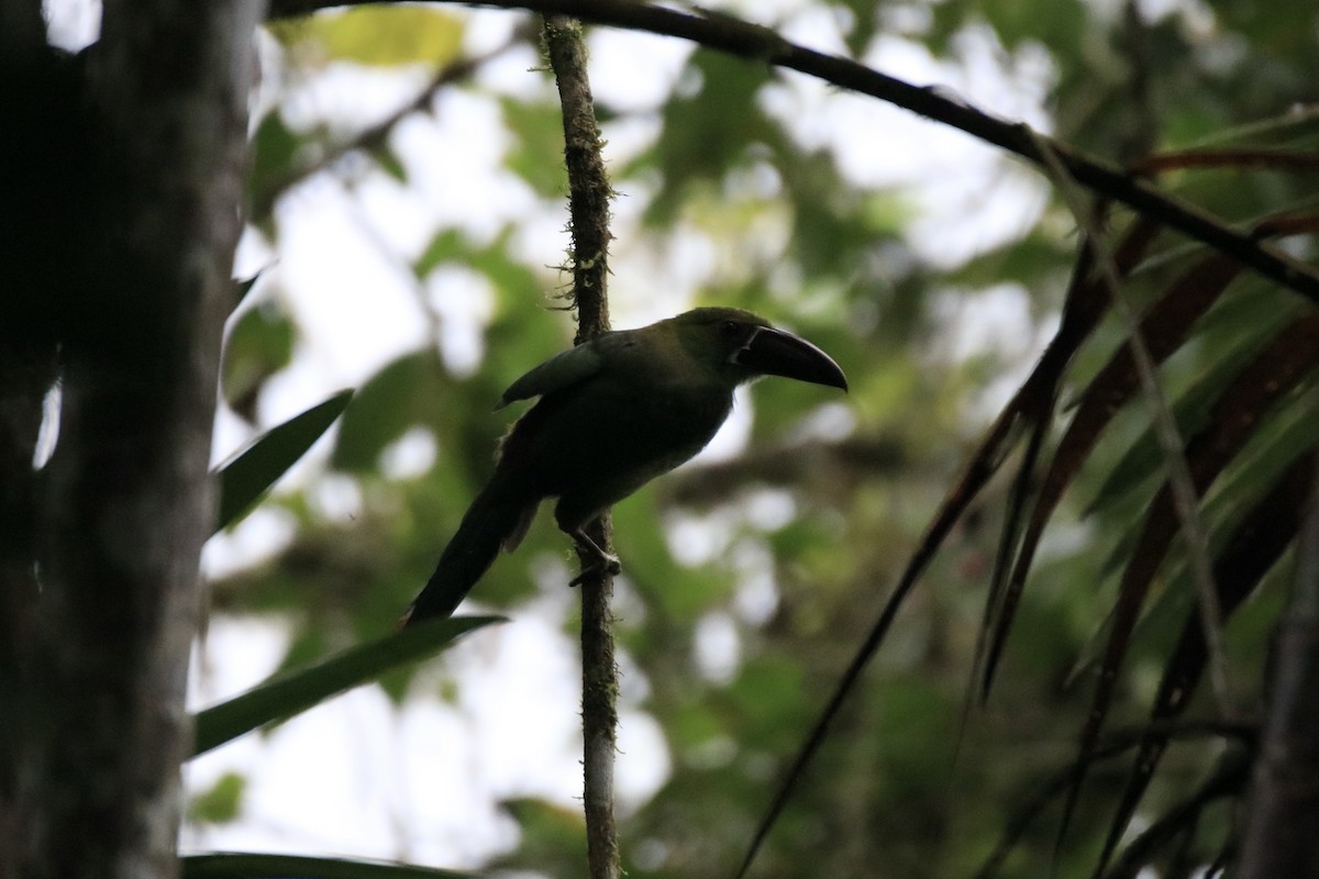 Crimson-rumped Toucanet - ML524467501