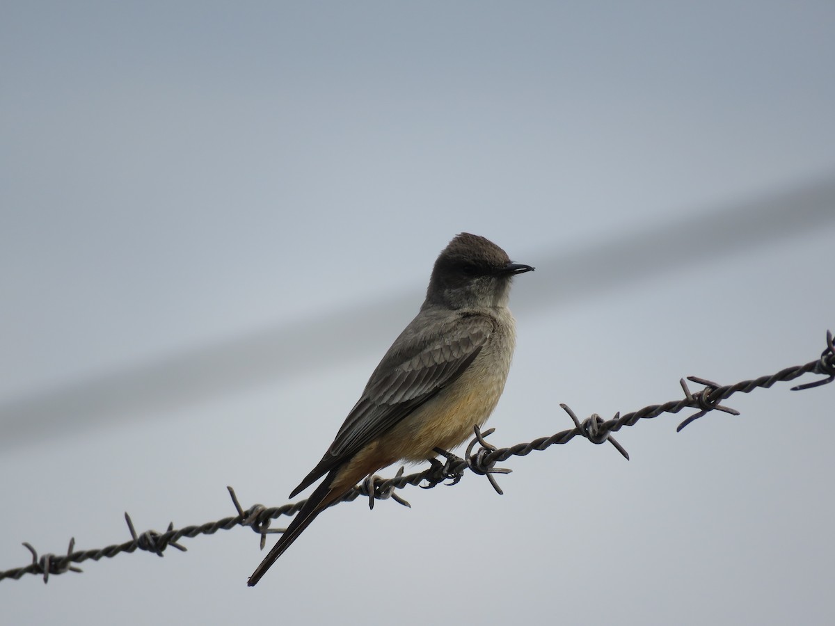 Say's Phoebe - Dave Hawksworth