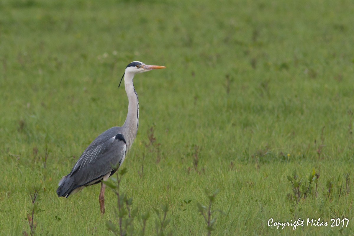 Gray Heron - Milas Santos