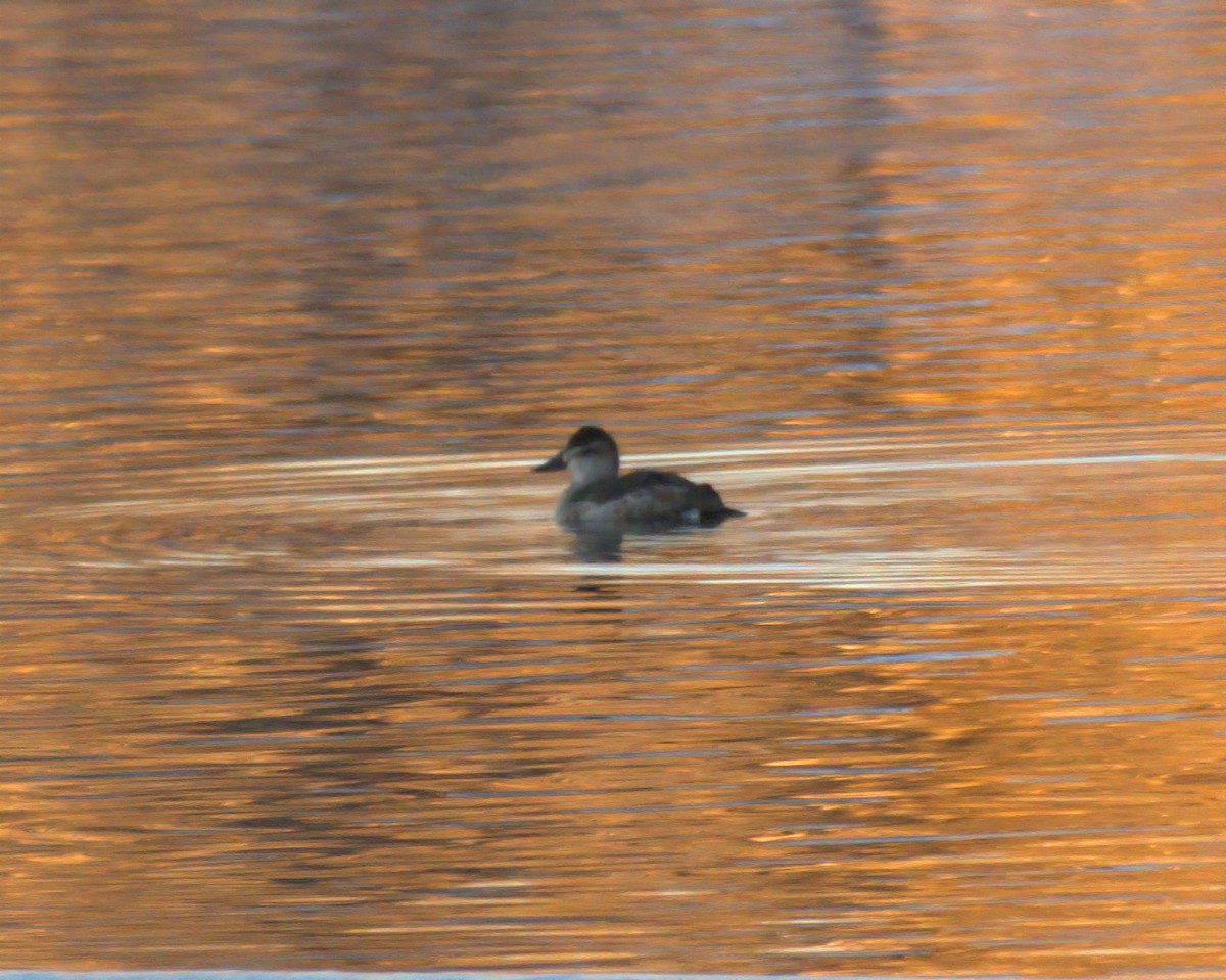 Ruddy Duck - ML524468331