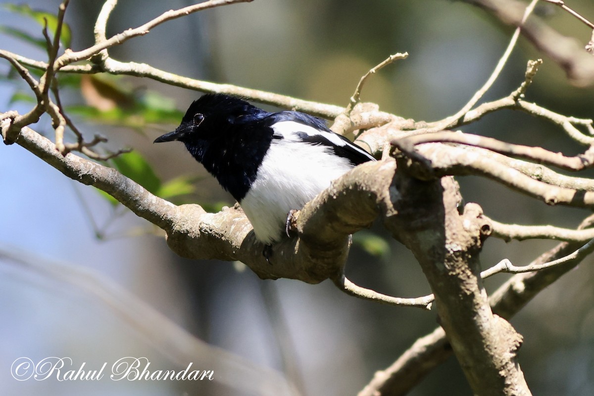 Oriental Magpie-Robin - Rahul Bhandari