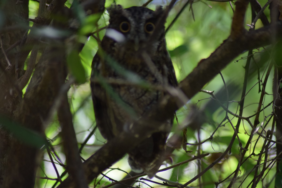 Tropical Screech-Owl - ML524468911