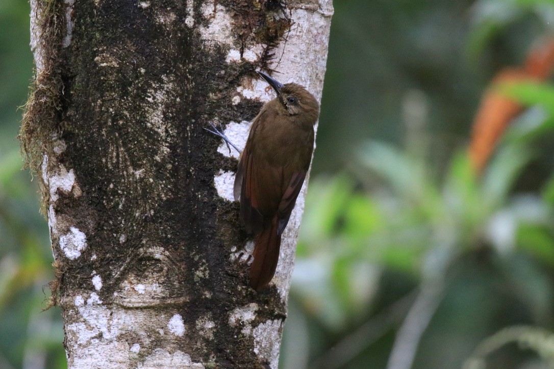 Plain-brown Woodcreeper - ML524469591