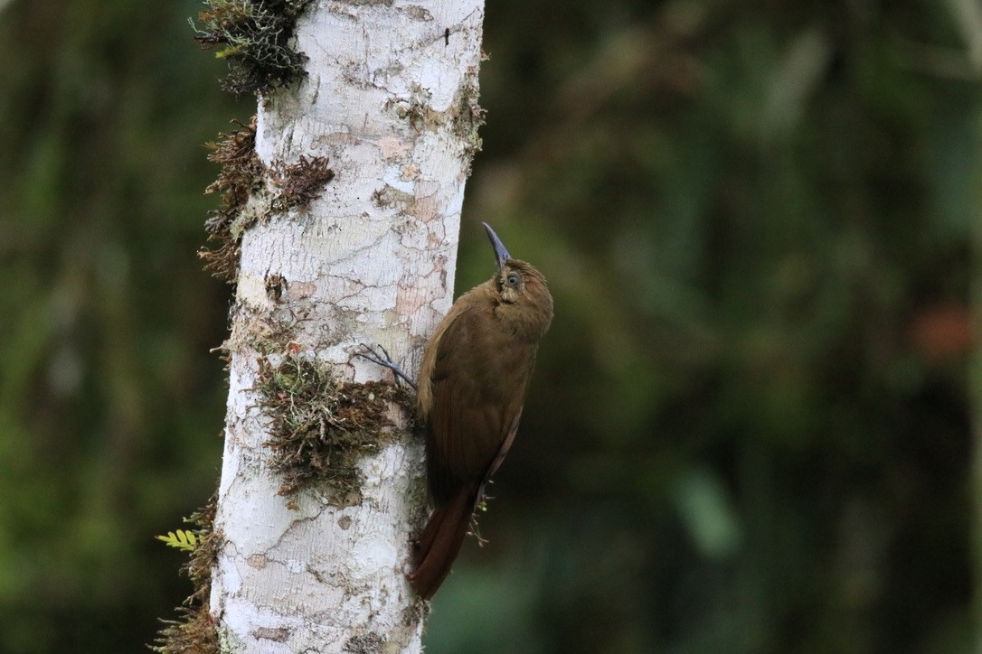 Plain-brown Woodcreeper - ML524469701