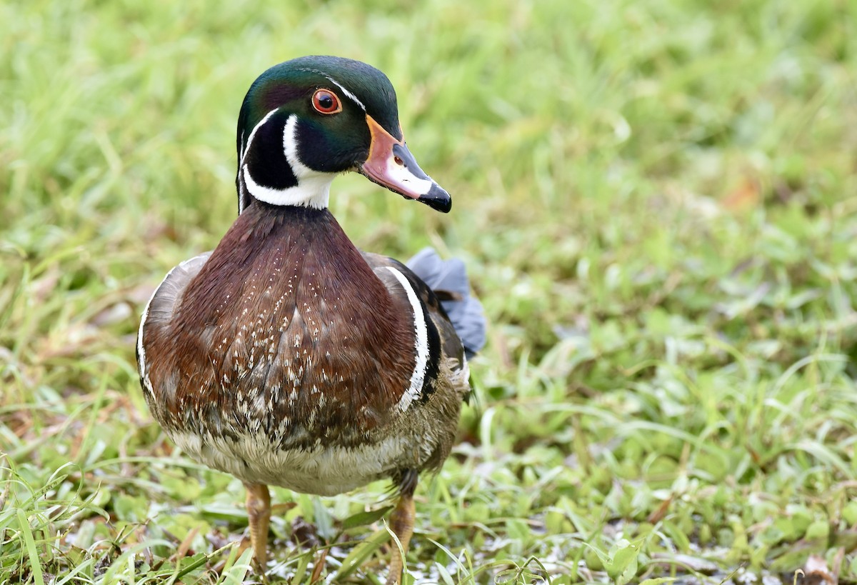 Wood Duck - ML524470091