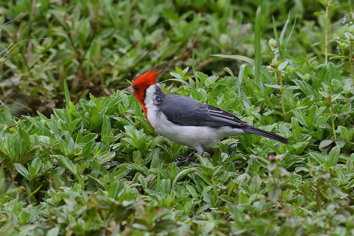 Red-crested Cardinal - ML524470151