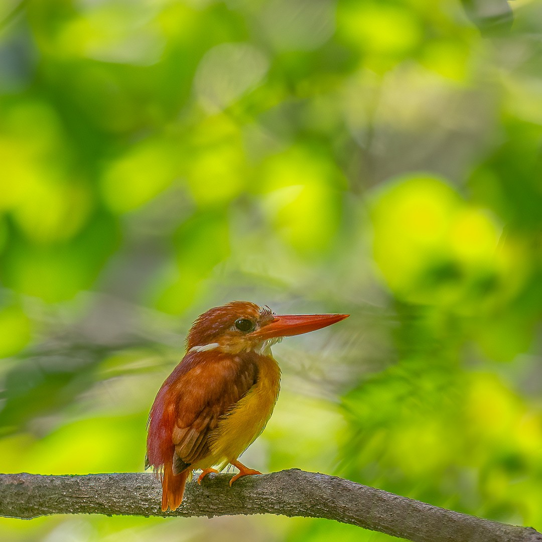 Rufous-backed Dwarf-Kingfisher - ML524470171