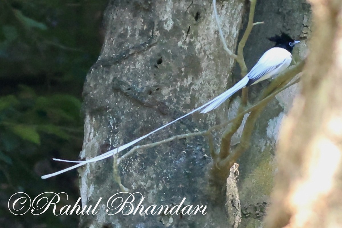 Indian Paradise-Flycatcher - Rahul Bhandari
