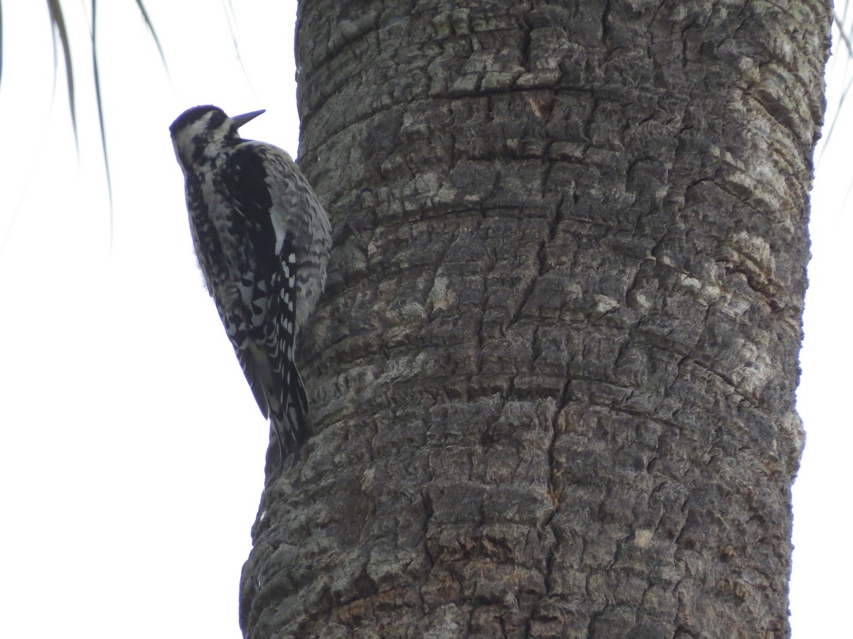 Yellow-bellied Sapsucker - Bart Scott