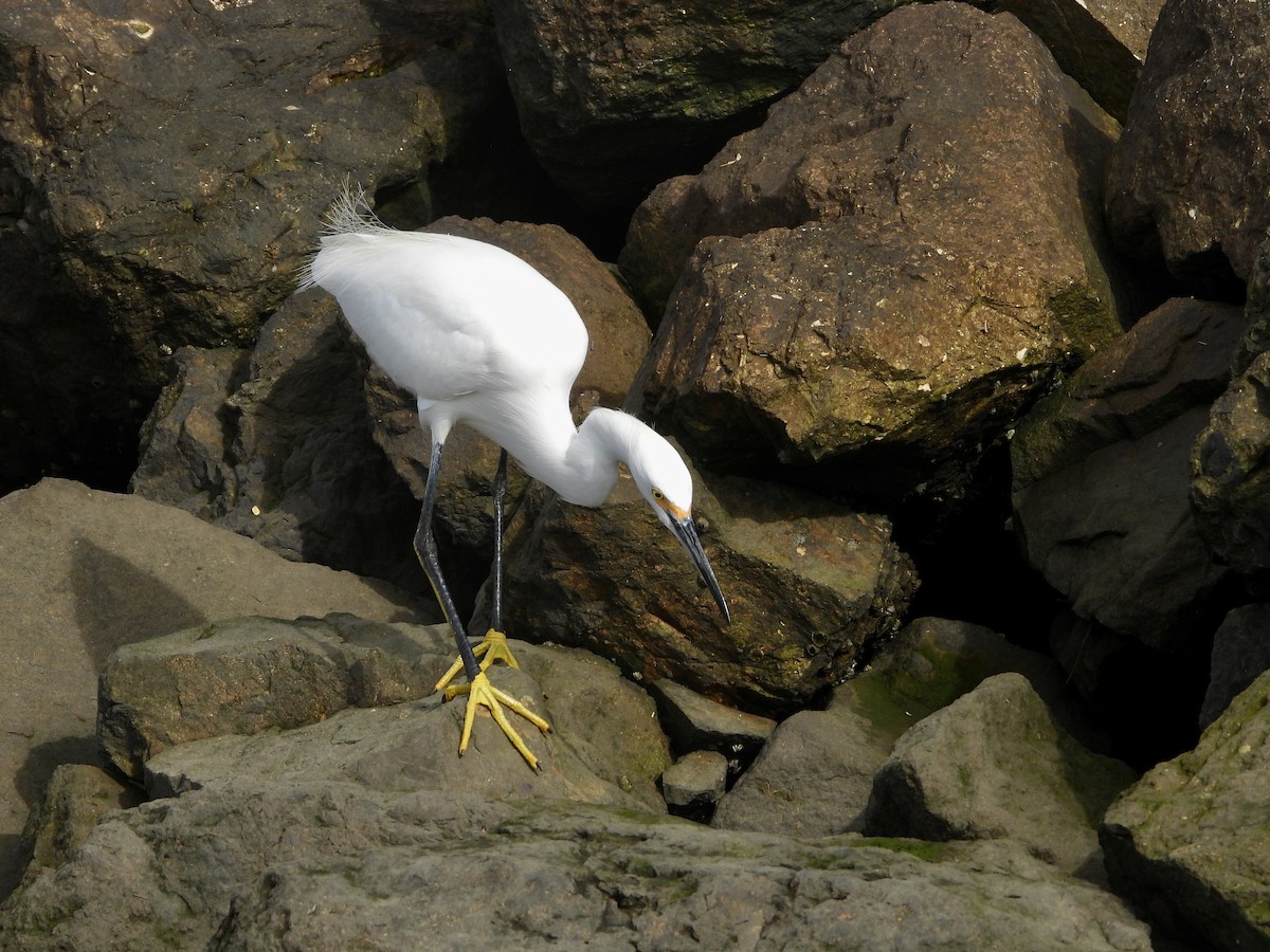 Snowy Egret - Sofie Shen