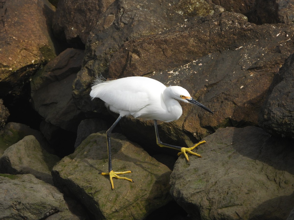 Snowy Egret - Sofie Shen