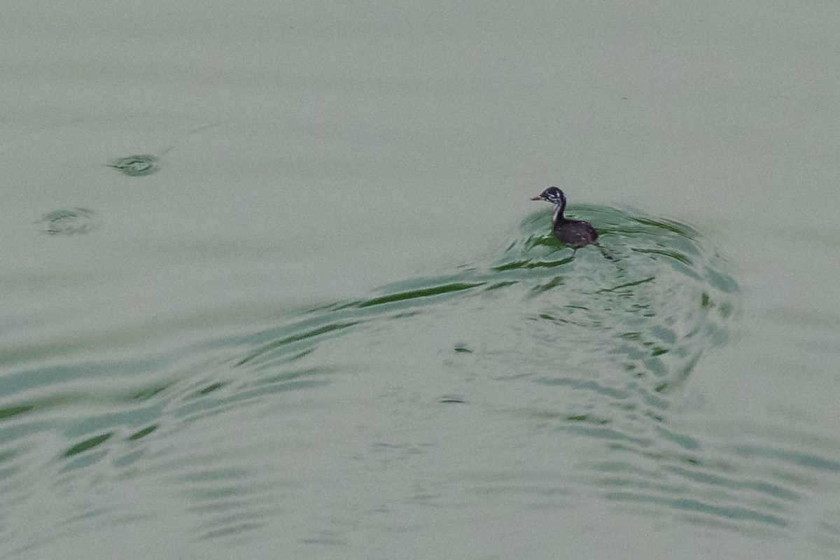 Little Grebe - ML524472501