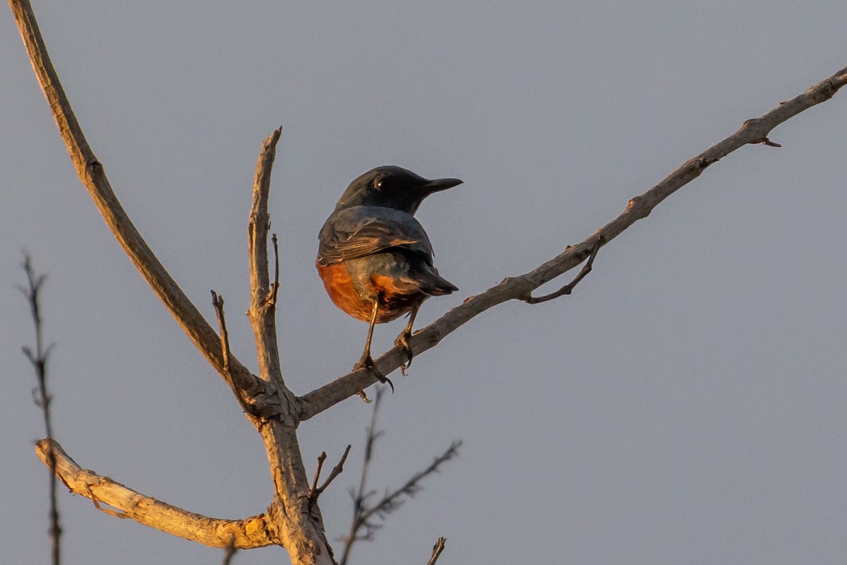 Blue Rock-Thrush - ML524473241