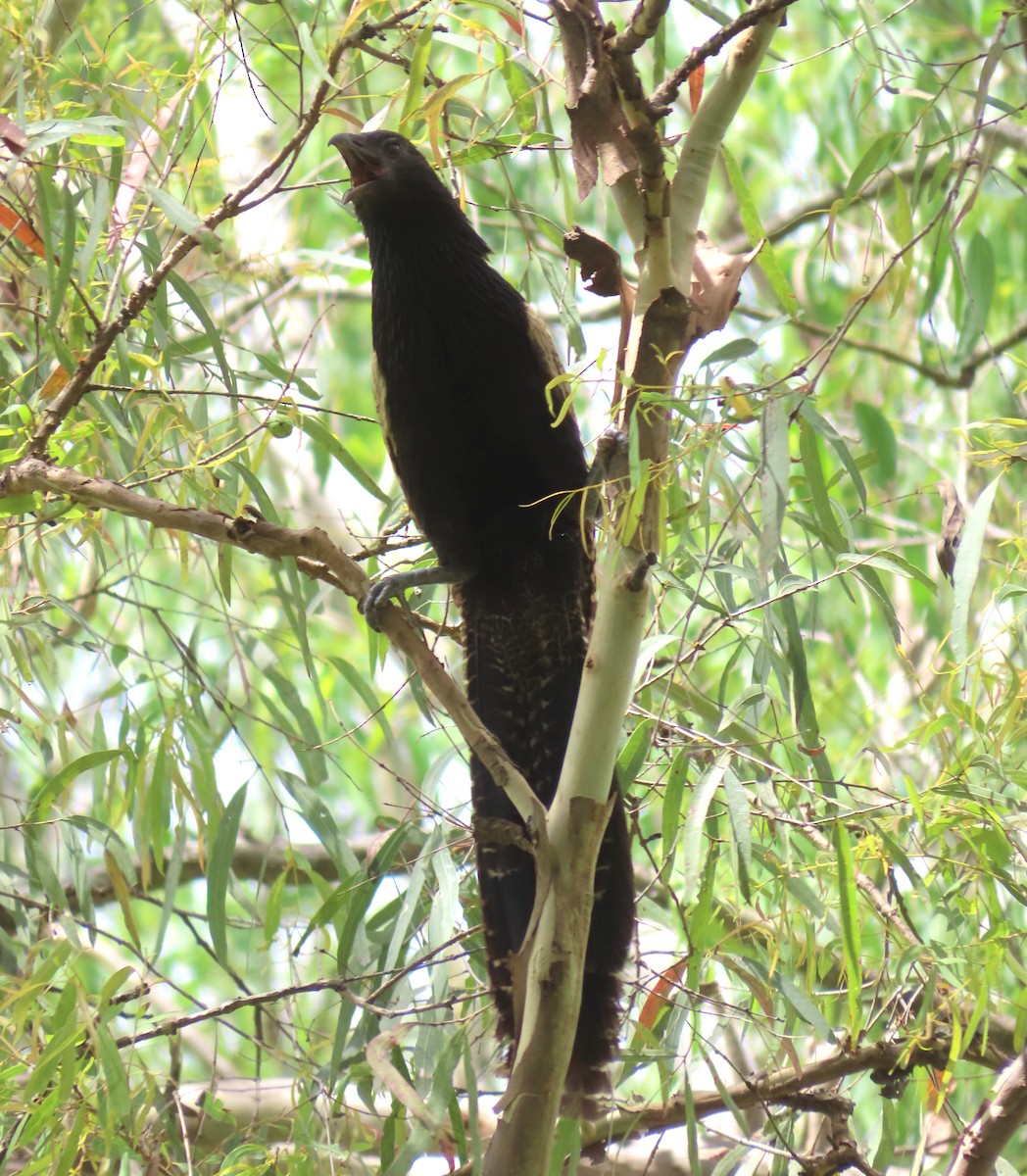 Pheasant Coucal - Paul Dobbie