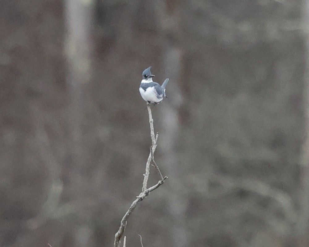 Belted Kingfisher - ML524473461