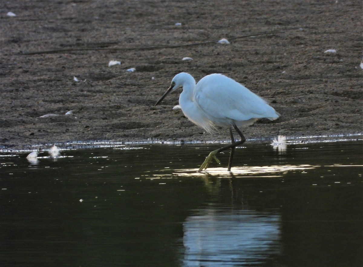 Little Egret - ML524474471