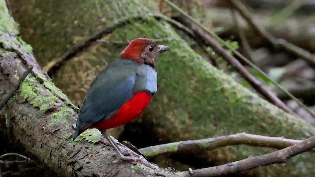 Papua-Blaubrustpitta - ML524474711