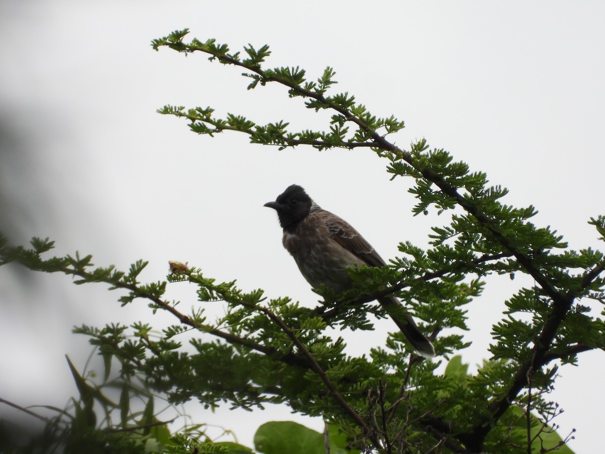 Red-vented Bulbul - ML524474741