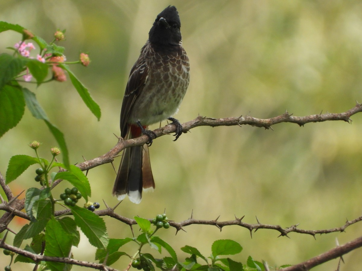 Red-vented Bulbul - ML524474751