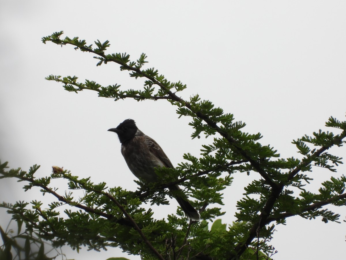 Red-vented Bulbul - ML524474761