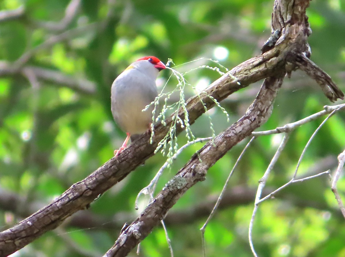 Red-browed Firetail - ML524474811
