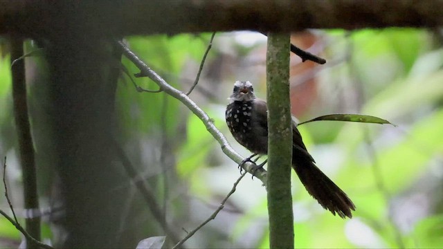 Sooty Thicket-Fantail - ML524474961