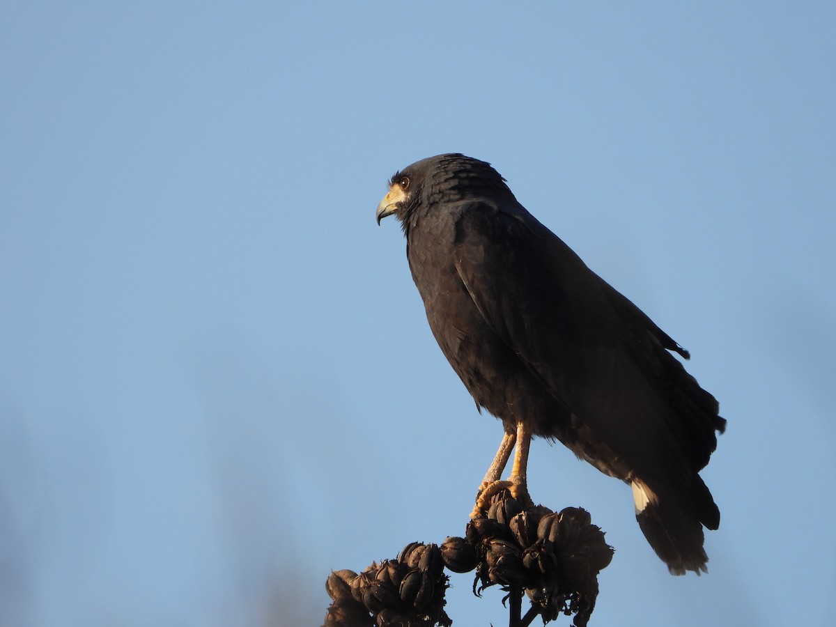 Common Black Hawk - Misael Bernal