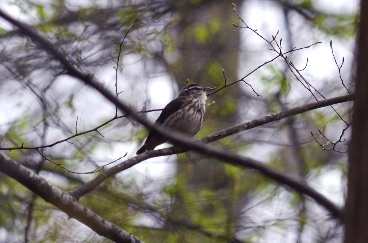 Louisiana Waterthrush - ML52447741