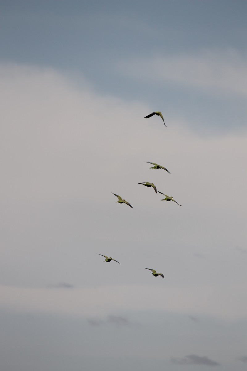 Monk Parakeet - ML524477551