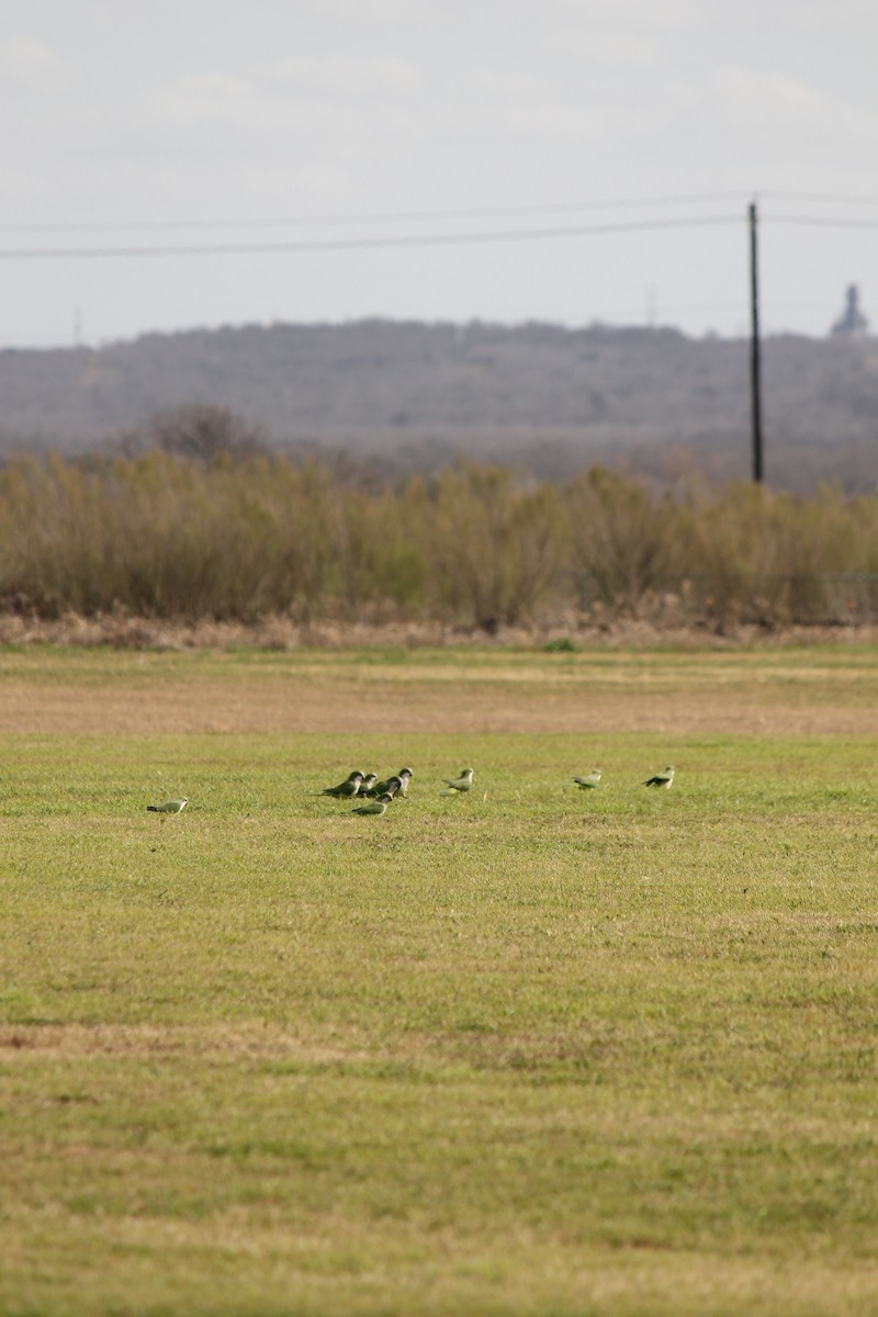 Monk Parakeet - ML524477571