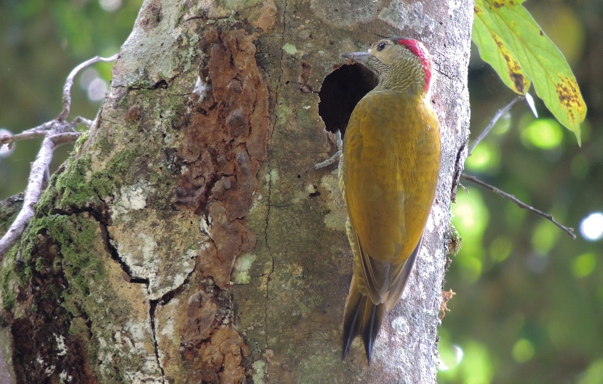 Golden-olive Woodpecker - Carolina Dávila