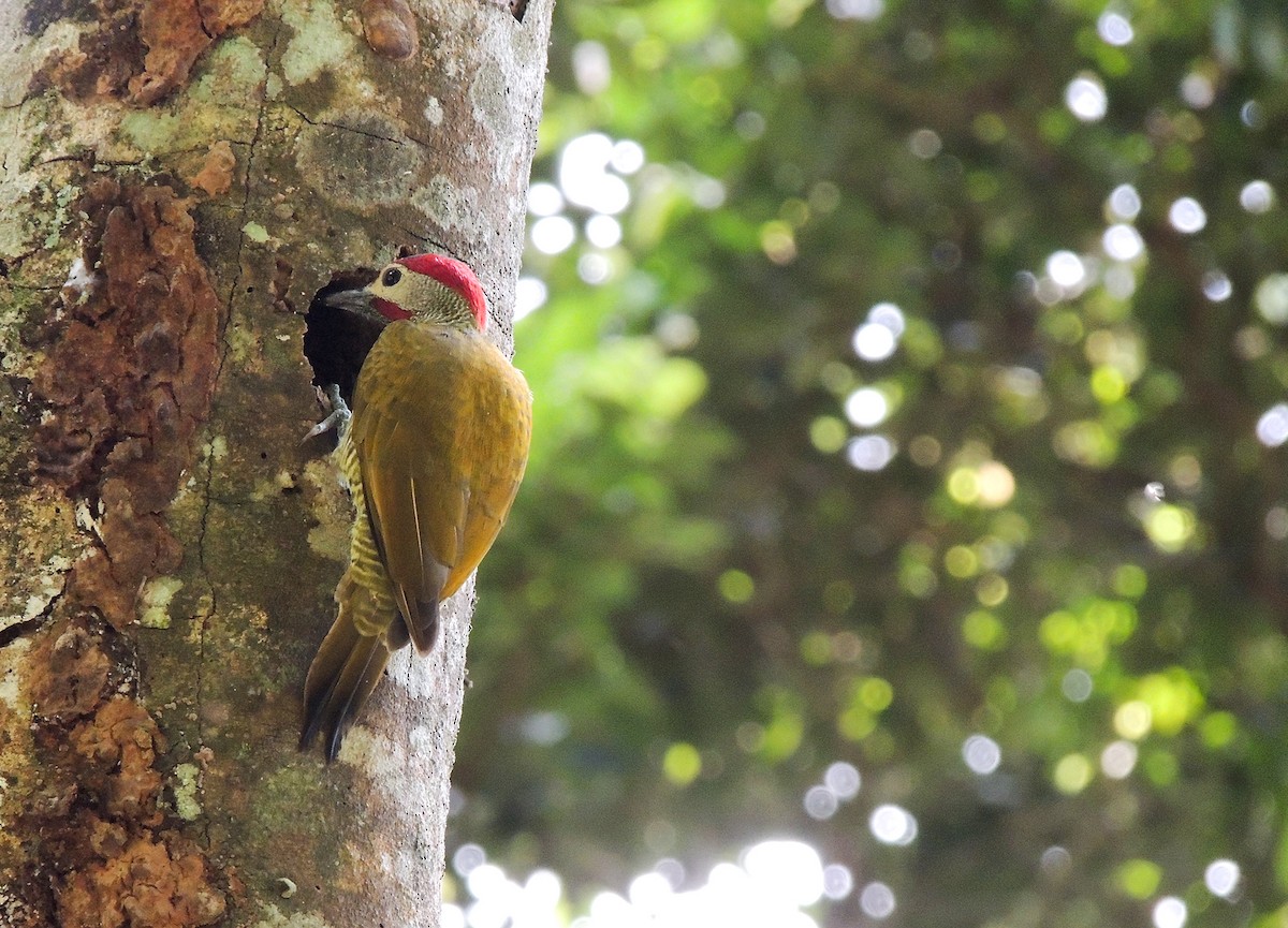 Golden-olive Woodpecker - Carolina Dávila