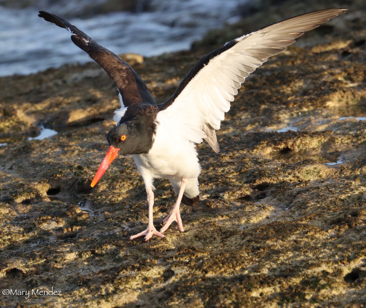 American Oystercatcher - Mary Mendez