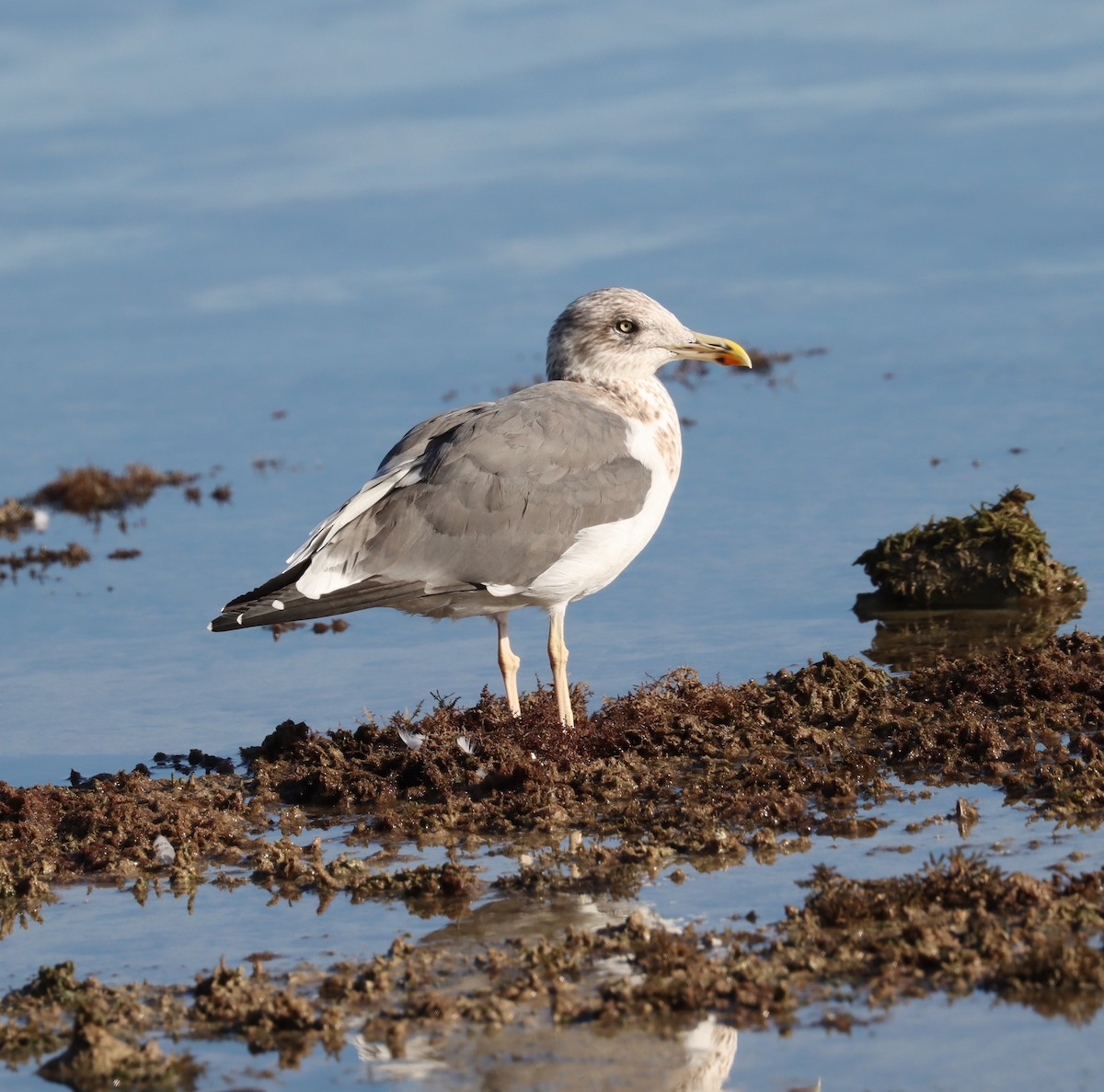 Lesser Black-backed Gull - ML524478491