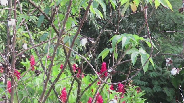 Colibrí Negro - ML524478661