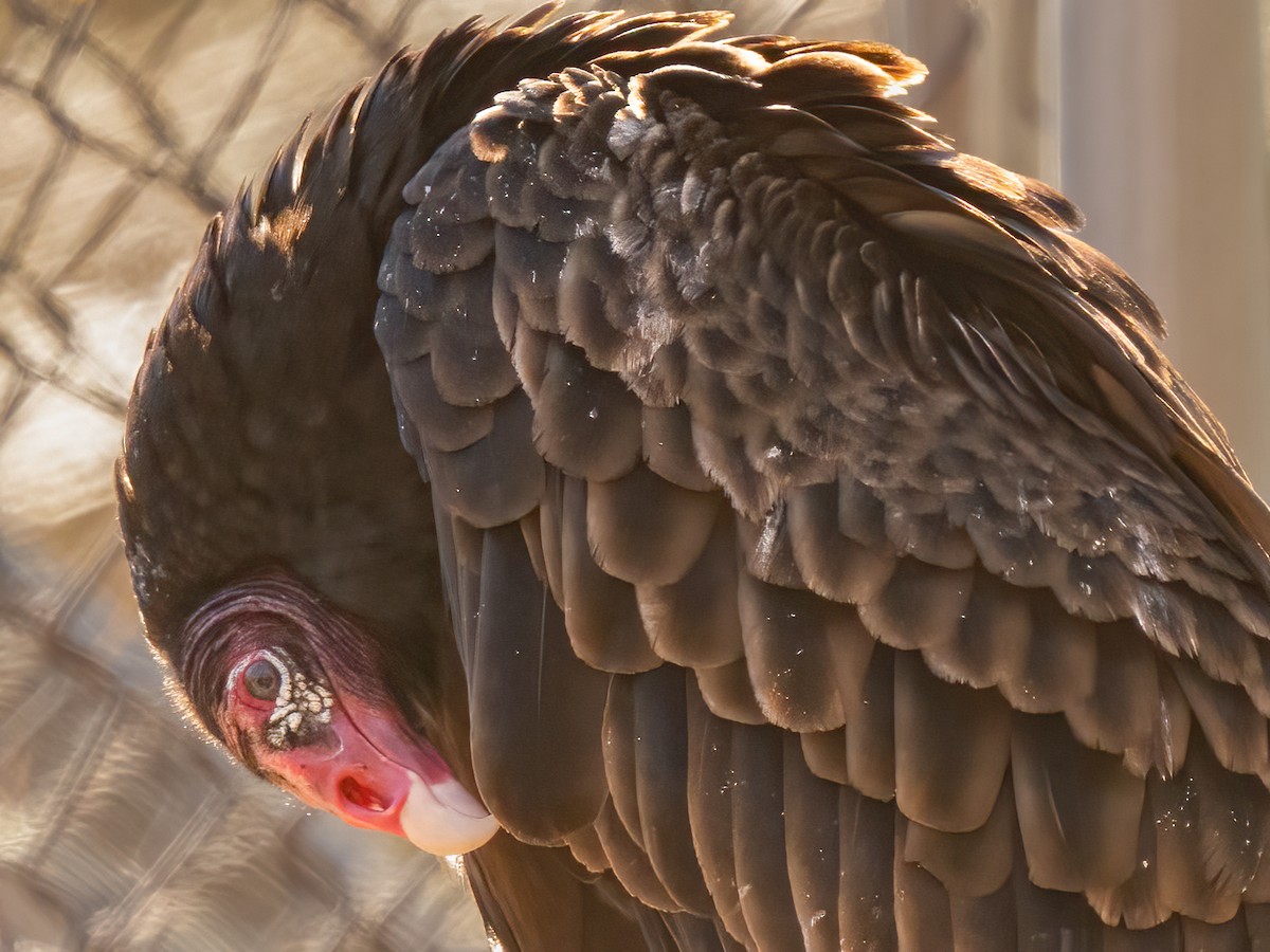 Turkey Vulture - ML524479031