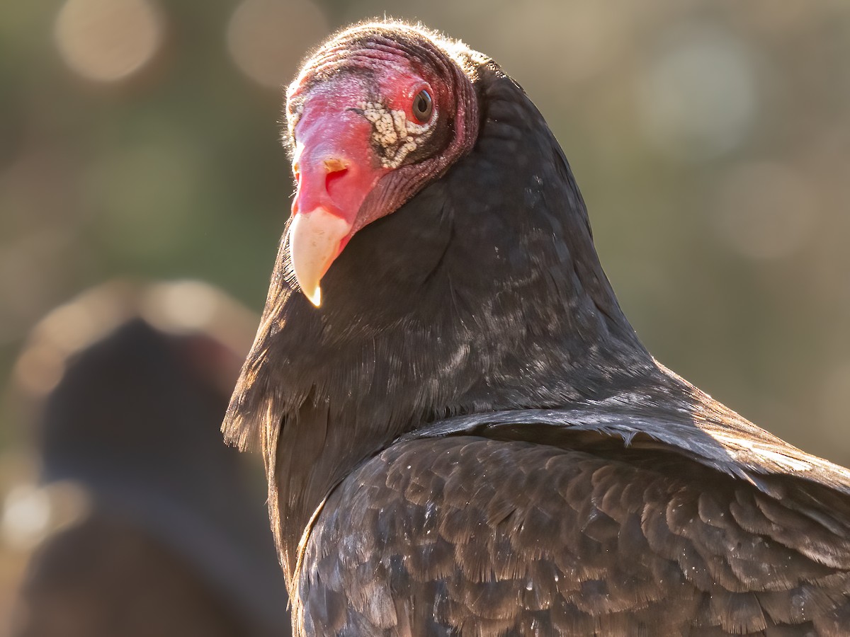 Turkey Vulture - ML524479041