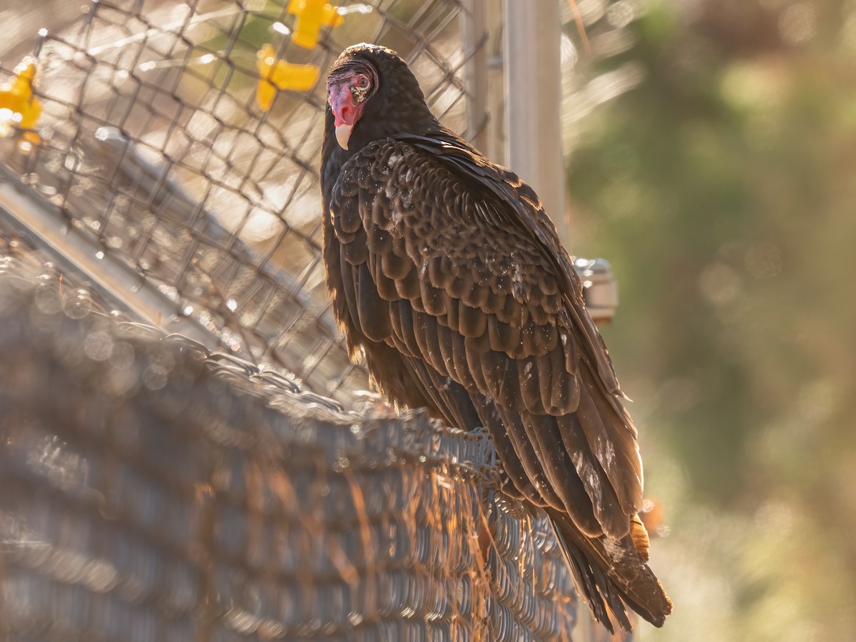 Turkey Vulture - ML524479071