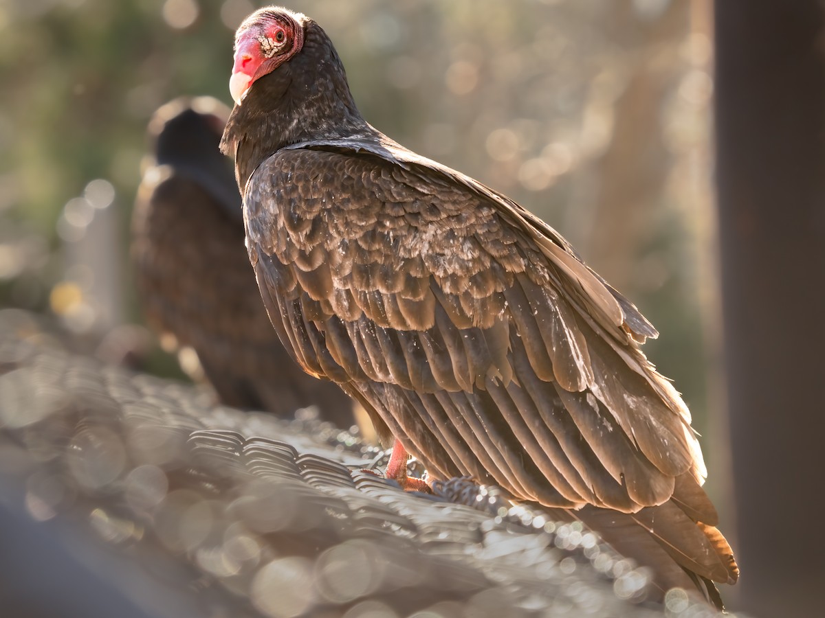 Turkey Vulture - ML524479101