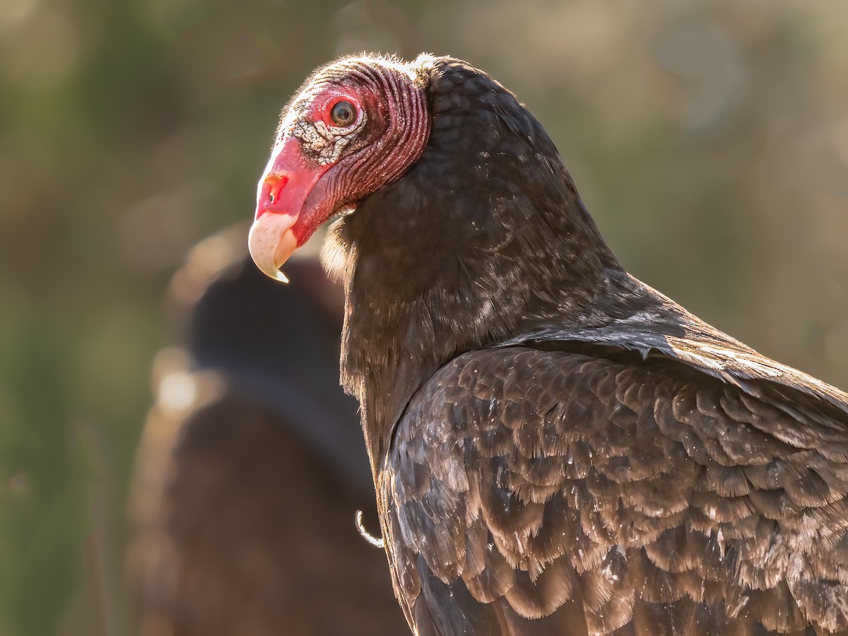 Turkey Vulture - ML524479111