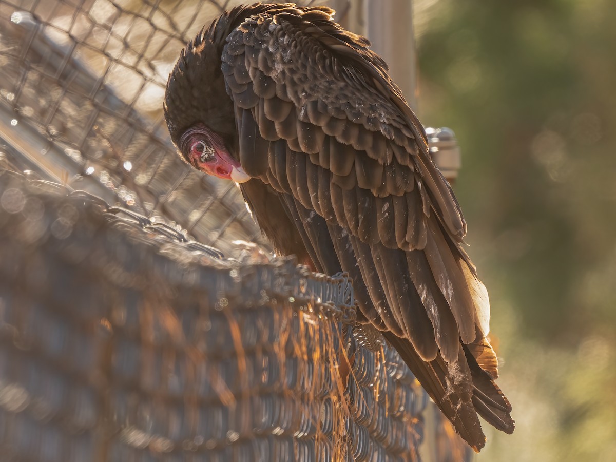 Turkey Vulture - ML524479121