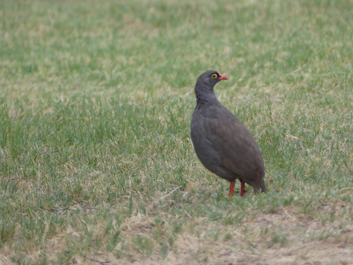 Red-billed Spurfowl - Stephen McCullers