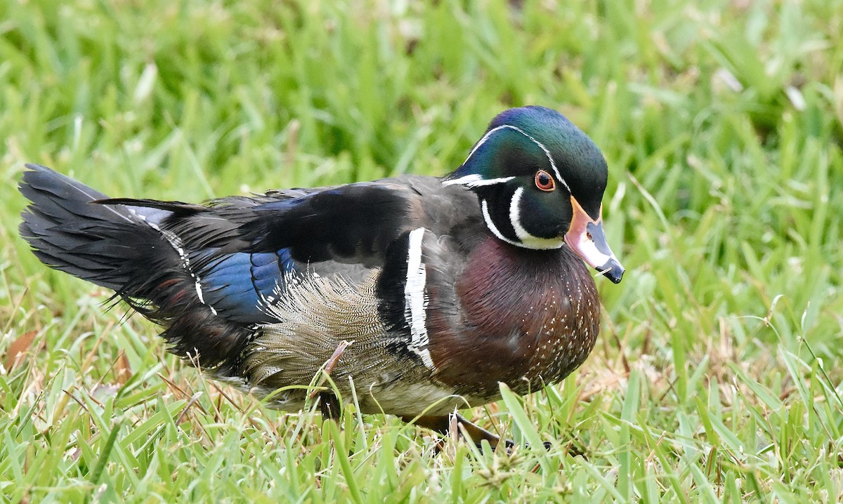Wood Duck - ML524479981