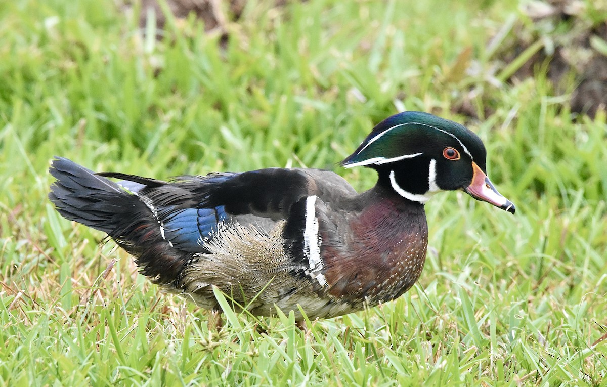 Wood Duck - ML524480071