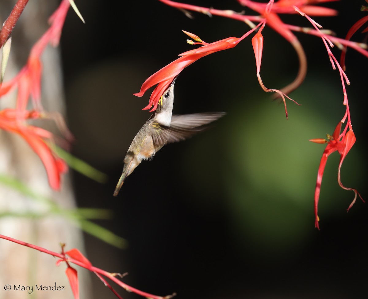 Colibri des Bahamas - ML524480211