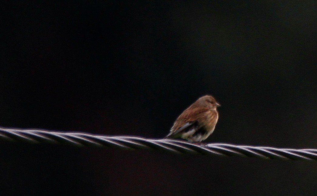 Eurasian Linnet - ML524480311