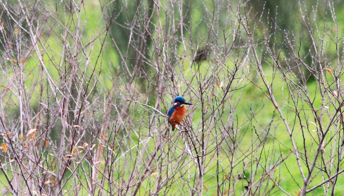 Common Kingfisher - ML524481121